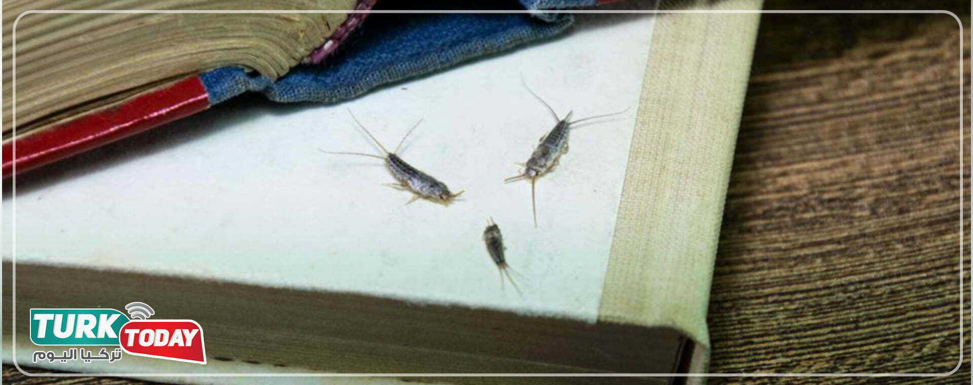 ماهي حشرة السمكة الفضية