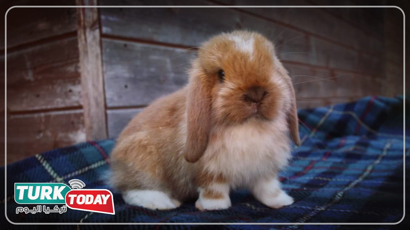 أرنب أميريكن فوزي لوب - American Fuzzy Lop rabbit