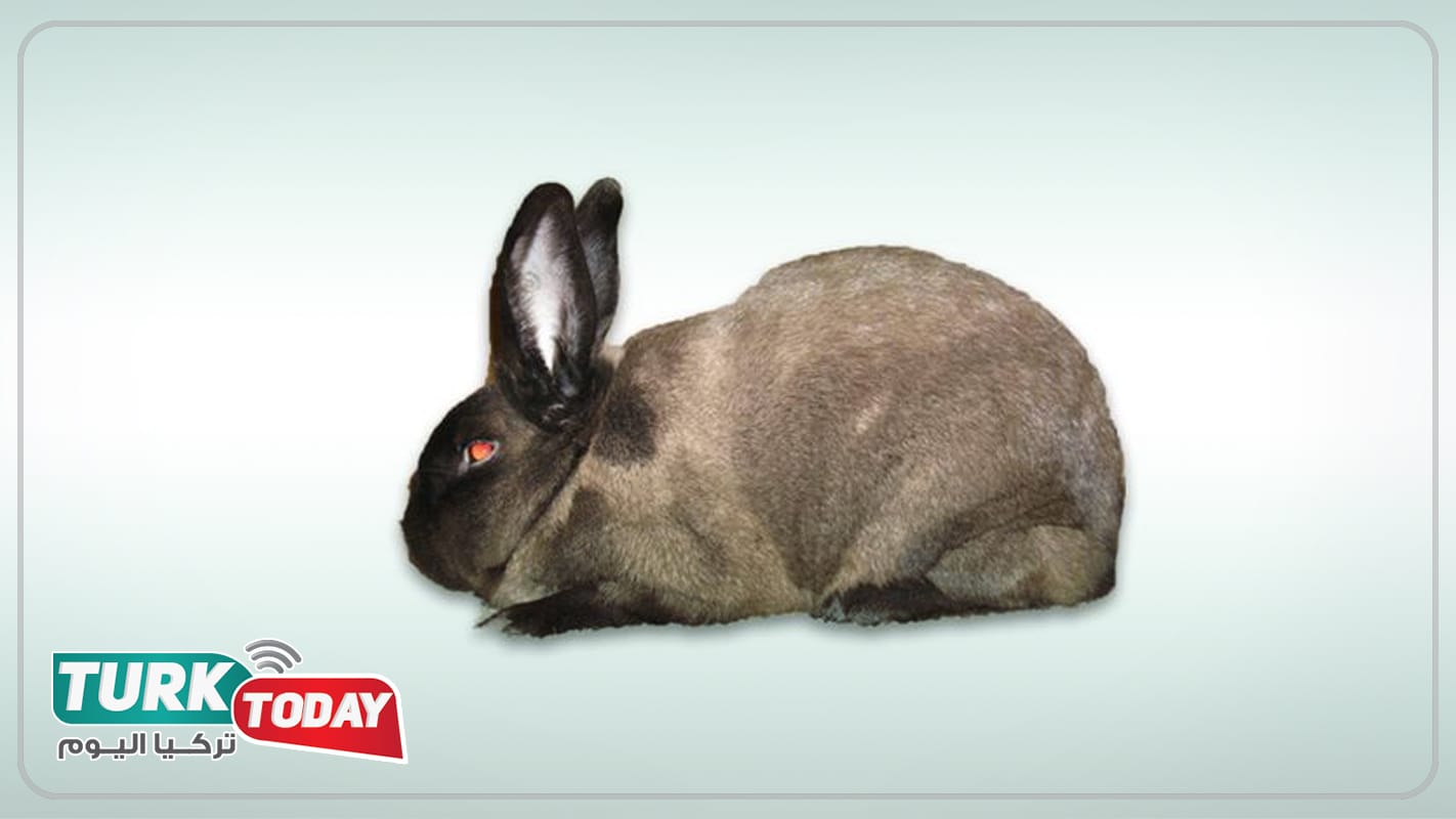 أرنب السمور الامريكي - American sable rabbit
