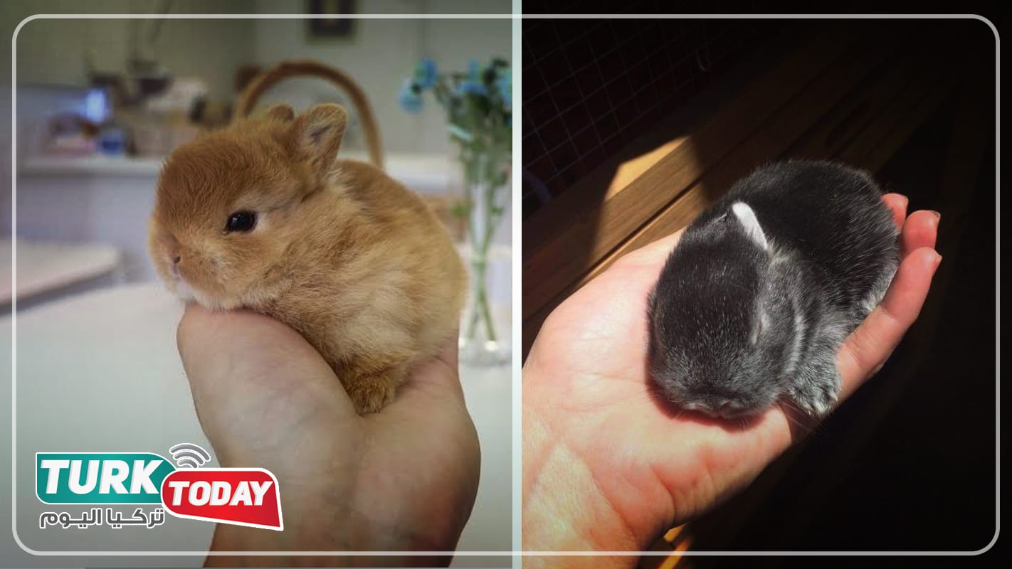 أرنب القزم الهولندي - Dutch dwarf rabbit
