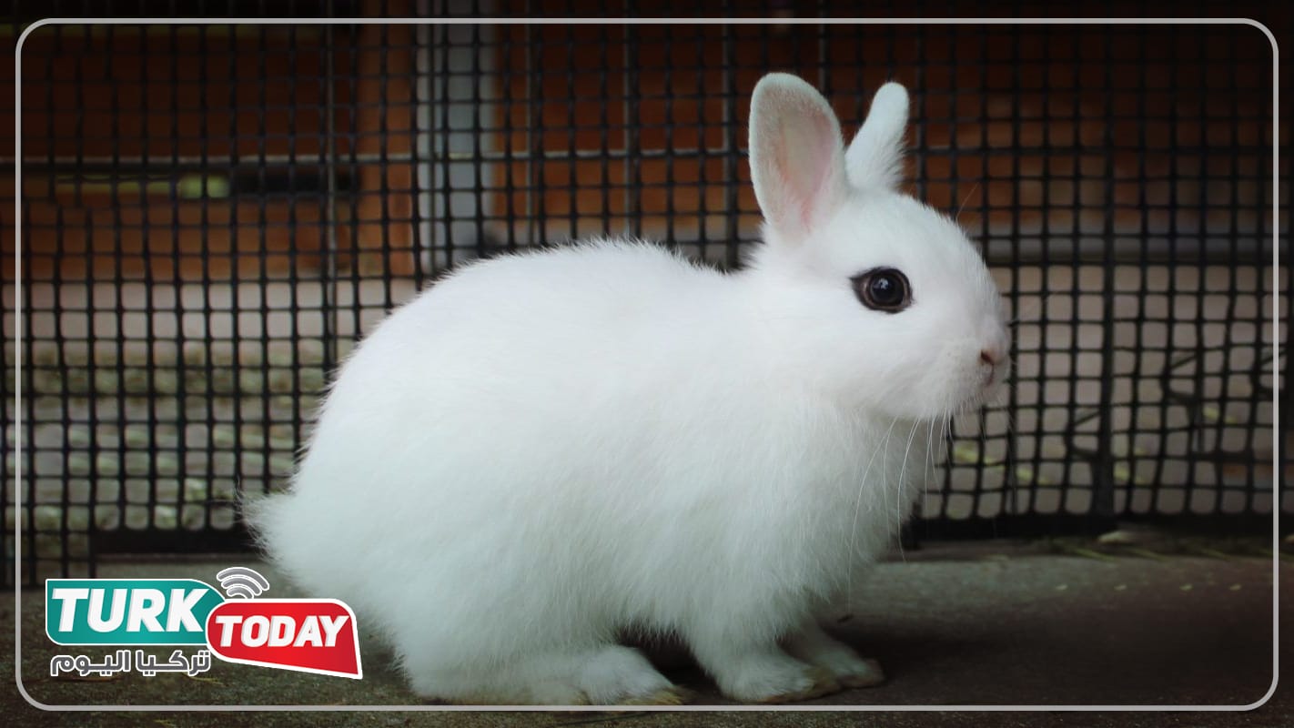 أرنب بلانك دي هوتوت - Blanc de Hotot rabbit