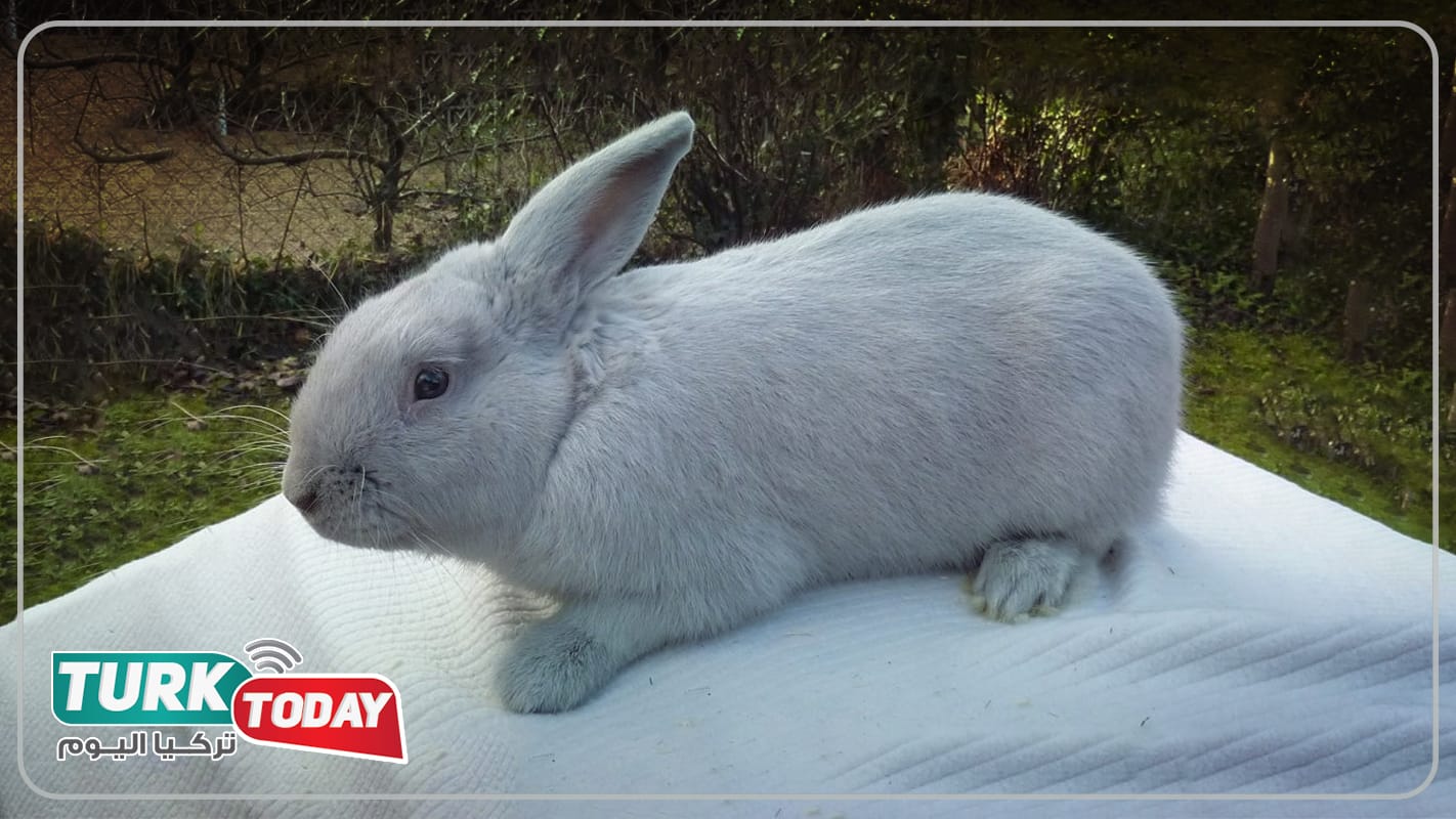 أرنب بيفيرين - Beveren rabbit