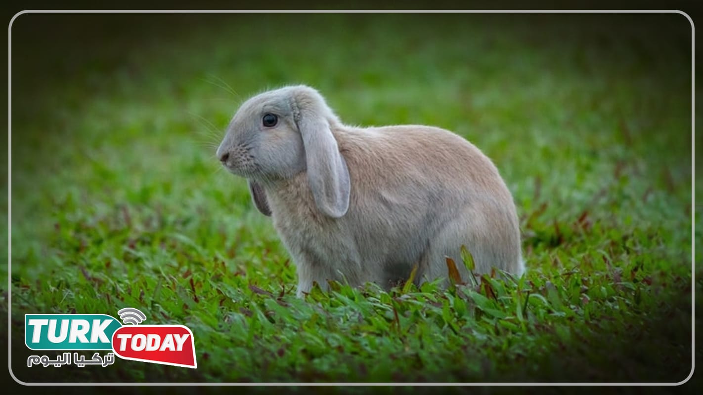 أرنب لوب الفرنسي - French Lop rabbit