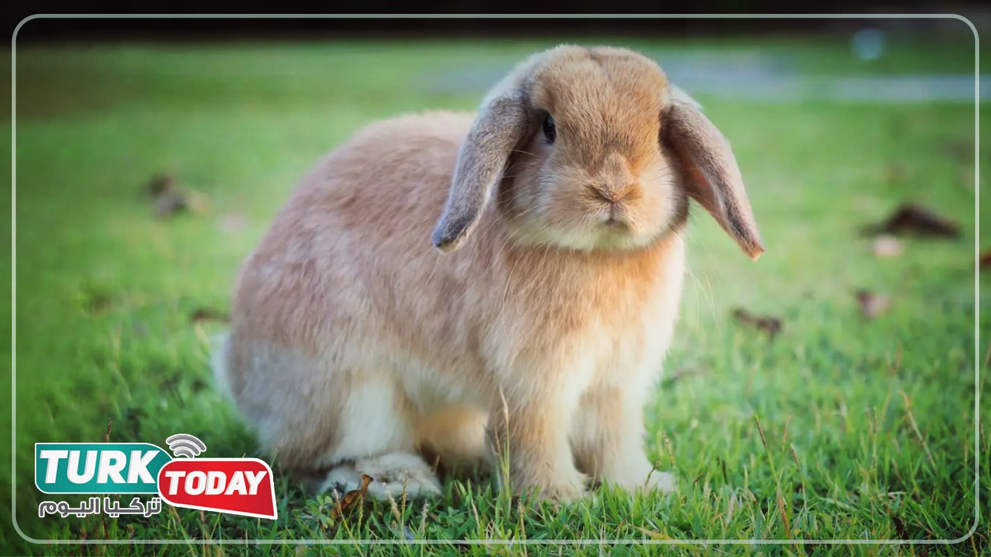 أرنب هولاند لوب - Holland Lop Rabbit