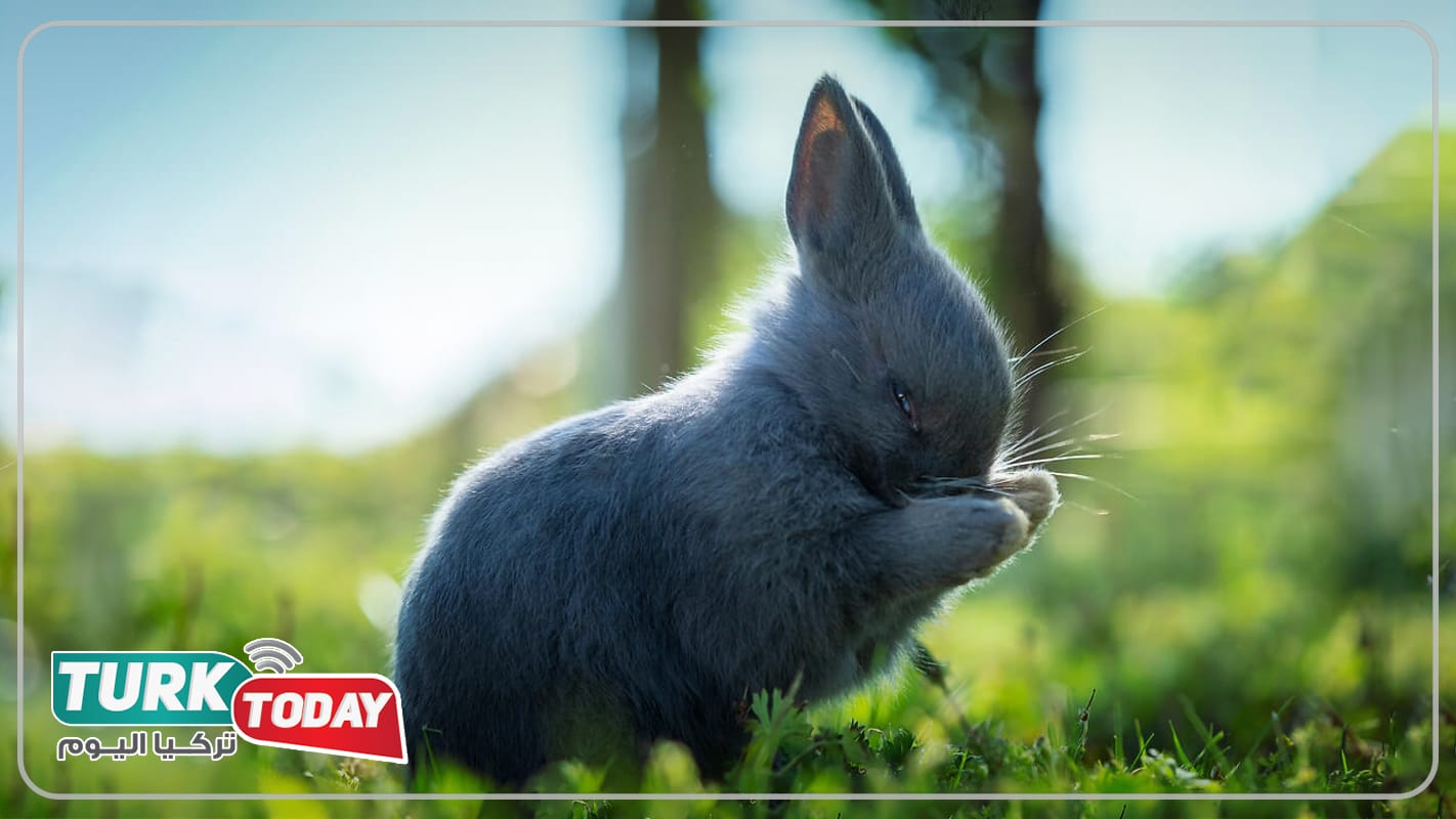 الأرنب البولندي - Polish rabbit
