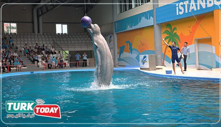 اسطنبول دولفيناريوم (Istanbul Dolphinarium)